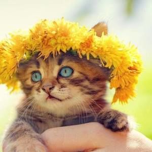 Meet your Posher, Dolores